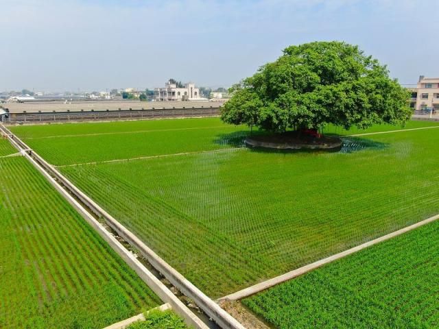 平鎮66有水電都內美田農地出售,平鎮長安路附近農地出售